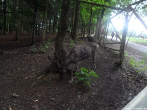 Forestia (27)